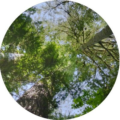 The Wild Empathy project researches and creates immersive media experiences in order to raise awareness about the unique features of local old growth forests.