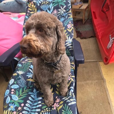 Dog. Love: walks, swims, running after sticks/balls then not giving them back. Tolerant of apes. 2019 Rosette winner for 3rd “Waggiest Tail” in my village