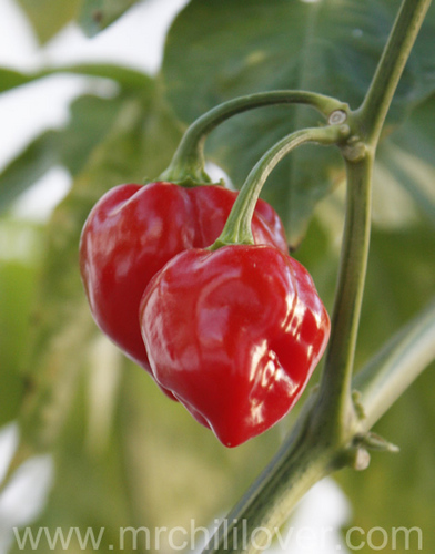 Eat Chilli, Talk chilli, Sleep chilli, grow chilli,