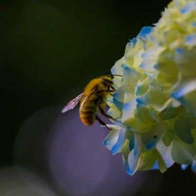 多趣味の大学生です。鳥人間のカメラ垢になります。(canon eos 90d,,sigma150-600,canon18-135usm,canon10-18,canon24mm opteka 6.5mm)

バイク垢→@bird_human_mt