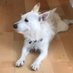 AgentMcClure🐾🧡🌱 (@agentmcclure) Twitter profile photo AgentMcClure🐾🧡🌱 (@agentmcclure) Twitter profile photo