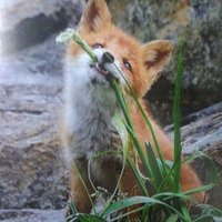 argog (@argog00) 's Twitter Profile