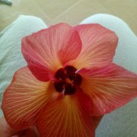 BlossomCake (@dunklebluete) 's Twitter Profile