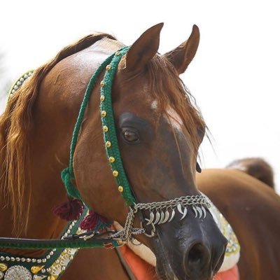 x2PNcp0NCUL75Iz's profile picture. أما نهيت النفس عن مبتغاها/ ولا رمتك النفس في كل وادي