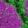 LabMyklebust's profile picture. We're the Lymphoma Biology Group at Radiumhospitalet, Oslo University Hospital.