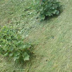 SO79971055's profile picture. 公認会計士受験生5-8。 草を愛してやまない。草のように強く。3年。