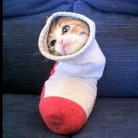 onesock (@onesock9) 's Twitter Profile