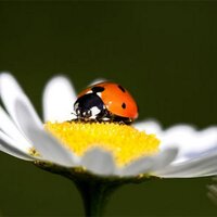 loretta schrijver (@lmschrijver) 's Twitter Profile