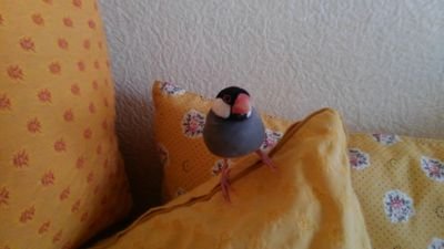 mebae07's profile picture. 文鳥二羽♂を放し飼い。花と鳥を愛でながら、都会の花鳥風月な生活が目標。