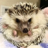 🦔ほぐはむ会長🐹 (@hoggghammm) Twitter profile photo