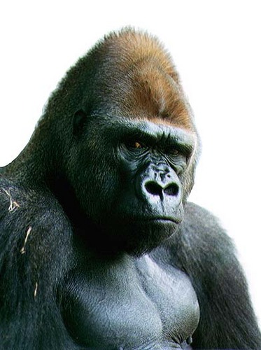 Uncle Monkey, Not Money's Uncle.