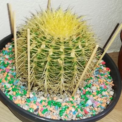 Cactus