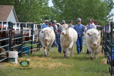 Ranch wife @borderland97 & mom. Our life revolves around Charolais and Black Angus cattle and Quarter horses.