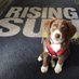 Rising Sun Motors (@risingsunmotrs) Twitter profile photo Rising Sun Motors (@risingsunmotrs) Twitter profile photo