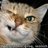 ikmkoji's profile image
