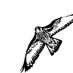 Strabane Falcon (@falconstrabane) Twitter profile photo Strabane Falcon (@falconstrabane) Twitter profile photo