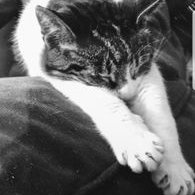 p (@wilson_rbh) 's Twitter Profile