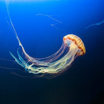 Tweeting on the topics of #BlueTech #BlueEconomy #SDG14 #Oceans