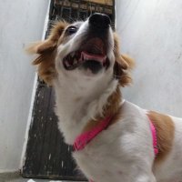 Edinson (@epad234) 's Twitter Profile
