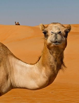 DonCamello3's profile picture. 