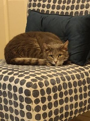 lilbuddy230116's profile picture. If you can't think critically, learn how to.