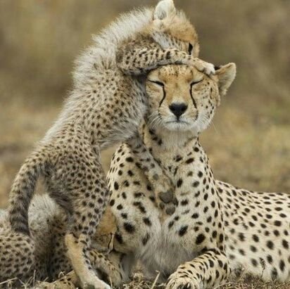 pharismacharia2's profile picture. Renewable energy