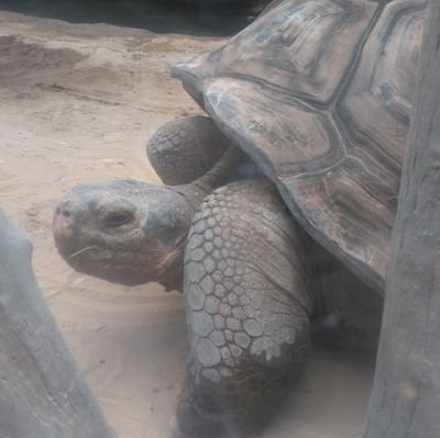 亀吉🐢 (@waretozi) / Posts / X