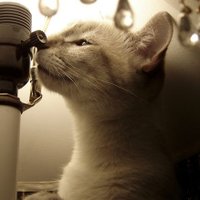 カフェ(ESS) (@ess_cafe) 's Twitter Profile