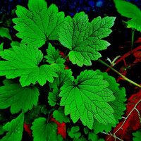 MOHD. PARVEZ (@parvezaman3) 's Twitter Profile