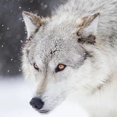 toshi46136431's profile picture. ホロライブが好きです！最推しはミオちゃんとラミィちゃんです。車はC-HRに乗ってます。