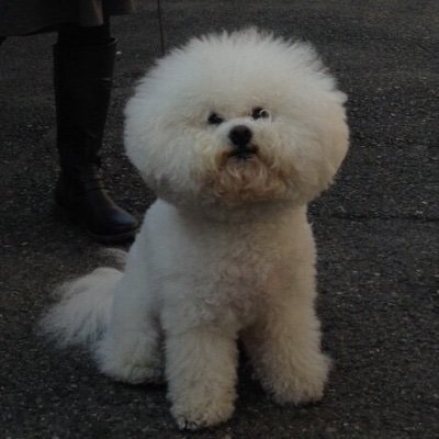 情熱的に働きたいスクラムマスターです。 SE→PjM→Webアプリ開発エンジニア→PMO→スクラムマスター。関西近郊に出没します。距離感バグってる人間なのでお気をつけ下さい😌興味ごと→ アジャイル/スクラム/NVC/成人発達理論/ボードゲーム/ドイツ/犬/コミケ