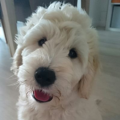 I'm Murphy a Golden Doodle puppy and I always have oodles of fun! I love humans, adventures, cuddles, mud...you name it and I'm there enjoying the action!