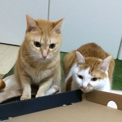 茶トラ女子→むぎ🐈茶白男子→こてつ🐈 ねこさんたちを愛でさせて頂くだけの特に意味のないTwitterです🐈うちのキャッツの映えない画像も載せます🐈🐈マイペースなのでテキトーによろしくお願い致します🐈何かと無言で大丈夫です🐈