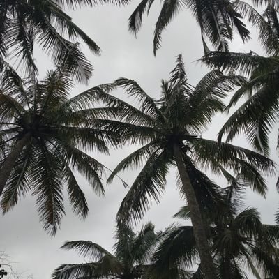 MansiJa94029420's profile picture. Pharmacist