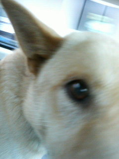 smartharrier's profile picture. 