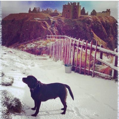 scraggle_SJ's profile picture. 