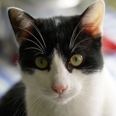 Don Gato 3 No Existe Mejor Psicologo Que Un Gato Http T Co Gfz36zdlbz