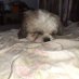 love with dogs (@rebecca90728293) Twitter profile photo love with dogs (@rebecca90728293) Twitter profile photo