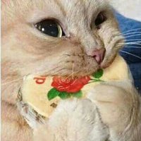 Jsnoctis (@jsnoctis) 's Twitter Profile