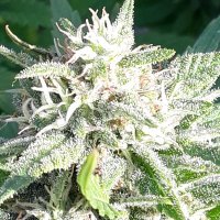 (It's organic) Bay_sativa(@420_organic) 's Twitter Profile Photo