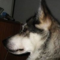 Vovo (@drvovo) 's Twitter Profile