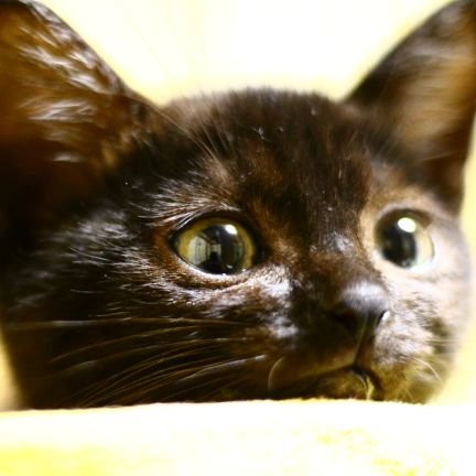 player_675's profile picture. ねこ多め

EXIGE-S のカップカーに乗ってます。