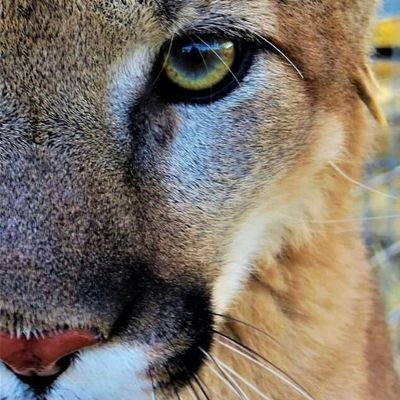 Safe Haven Wildlife Sanctuary is a non-profit, wildlife rehabilitative center located in Imlay, Nevada. Providing permanent placement for animals in need.