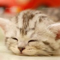 ひら (@p5isga2lp6fnhge) 's Twitter Profile