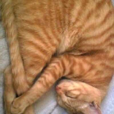 こてつ (@kotetsulush) / Posts / X