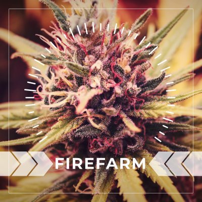 FIREFARM Cannabis grown in Oklahoma, the South Central region of the United States. *Must be 21+ to follow*