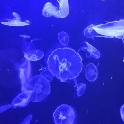 kitching_amanda's profile picture.