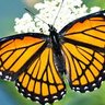 Teachermorphos1's profile picture. teacher, school leader, adjunct professor, public speaker, creator, writer, believer in change, growth-mindset, resilient in the face of adversity, founder