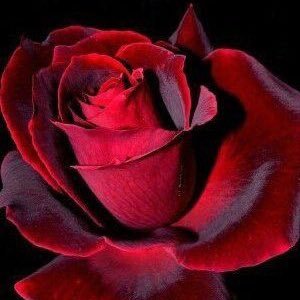 midorikamimura's profile picture. 猫と音楽と科学が趣味