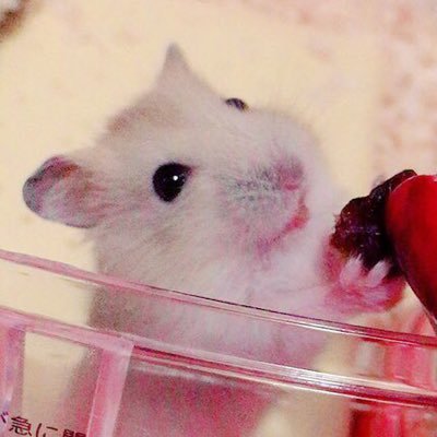 🐹ブルー♂すーくん（2020.7〜2023.2.21🌈） 🐹ブルー♀しずくちゃん（2022.10.24〜）動物とヒトカラと読書がすきです(*´ω｀*) VOCALOID、声優さん、乙女ゲーム、甘いものとかもすき。最近は公式RT多め(ﾉ)・ω・(ヾ) ときメモGS垢は@yumika_GS